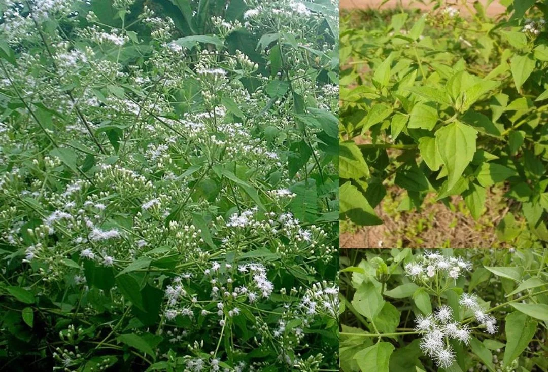 Tác dụng của cây cộng sản